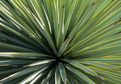 IMG 0396  Desert Botanical Garden Yucca spines basking in the warm sun  &#169;  All Rights Reserved