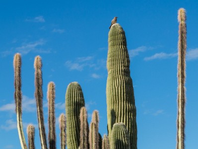 IMG 0414  A Curve-billed Thrasher rests atop a tall cactus.  &#169;  All Rights Reserved