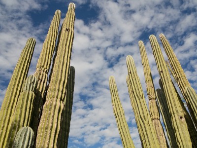 IMG 0444  Towering cacti at the Desert Botanical Garden  &#169;  All Rights Reserved