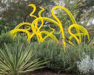 IMG 0455  CHIHULY Yellow Herons  &#169;  All Rights Reserved
