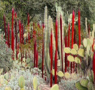 IMG 0468  CHIHULY Red Reeds  &#169;  All Rights Reserved