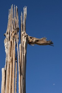 IF8X5553  Woody Skeletal Remains of a Saguaro Cactus  &#169;  All Rights Reserved