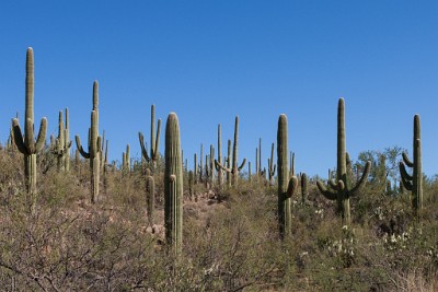IF8X5571  Giant Saguaro in the Sonoran Desert  &#169;  All Rights Reserved