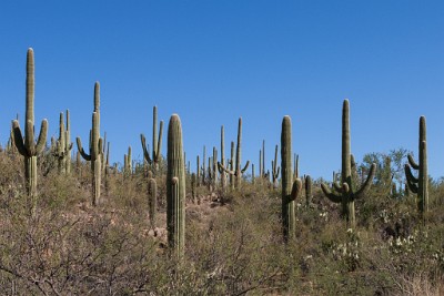 Saguaro National Park