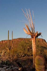 IF8X5616  Dusk in Saguaro National Park  &#169;  All Rights Reserved