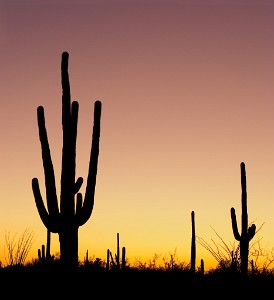 IF8X5656  Sunset in the Sonoran Desert  &#169;  All Rights Reserved