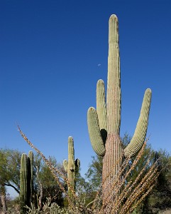 IF8X5675  Giant Saguaro and Ocotillo near the Rincon Mountain District Visitor Center  &#169;  All Rights Reserved