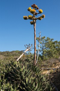 IMG 3763  Agave americana in bloom, Torrey Pines State Natural Reserve  &#169;  All Rights Reserved