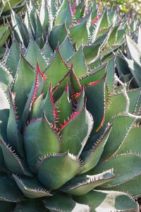 IMG 3796  Patterns in Agave leaves  &#169;  All Rights Reserved