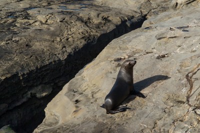 IMG 3956  California Sea Lion, La Jolla, California  &#169;  All Rights Reserved