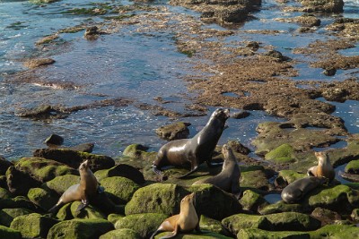 IMG 3964  La Jolla Cove Sea Lions  &#169;  All Rights Reserved