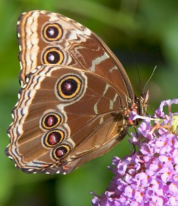 IF8X0619  Common Blue Morpho  &#169;  All Rights Reserved