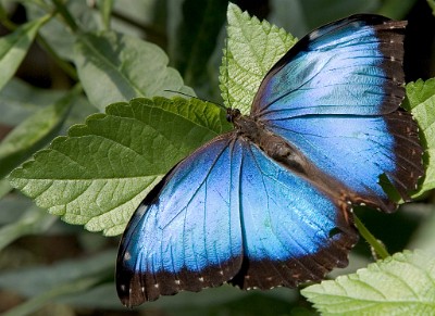 IF8X0628  Common Blue Morpho  &#169;  All Rights Reserved