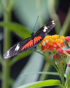 IF8X0661  Doris Longwing  &#169;  All Rights Reserved