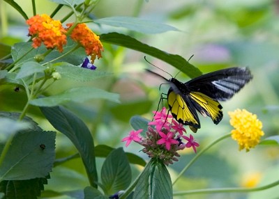 IF8X0665  Golden Birdwing  &#169;  All Rights Reserved