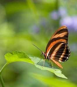 IF8X0668  Banded Orange Heliconian  &#169;  All Rights Reserved