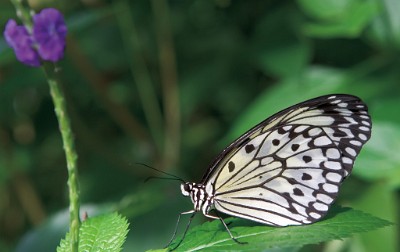 IF8X2422  Paper Kite  &#169;  All Rights Reserved