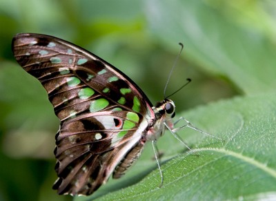 The Butterfly Place Westford, Massachusetts