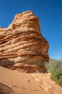 ZY9A6103  One tough desert flower  &#169;  All Rights Reserved
