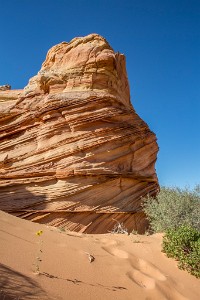 ZY9A6103  One tough desert flower  &#169;  All Rights Reserved