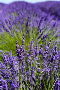 ZY9A0801  Sequim Lavender Festival  &#169;  All Rights Reserved