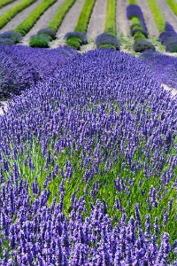 ZY9A0832  Sequim Lavender Festival  &#169;  All Rights Reserved