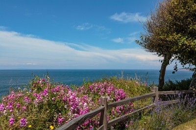 ZY9A0873  Sequim Lavender Festival - Strait of Juan De Fuca  &#169;  All Rights Reserved