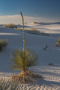 ZY9A1865  Yucca on the dunes  &#169;  All Rights Reserved