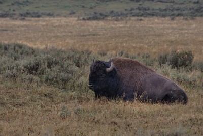 IF8X3292  American Bison near Hayden Valley  &#169;  All Rights Reserved