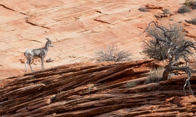 IF8X3882  Big Horn Sheep just off of Zion Park Boulevard  &#169;  All Rights Reserved