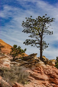 IF8X3887  The red rocks of Zion  &#169;  All Rights Reserved