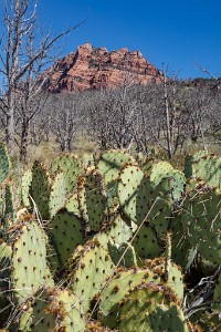 ZY9A5049-50  A View from Kolob Terrace Road  &#169;  All Rights Reserved