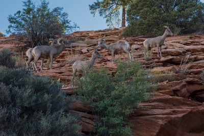 ZY9A5247  Desert Bighorn Sheep  &#169;  All Rights Reserved