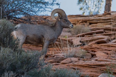 ZY9A5249  Desert Bighorn Sheep  &#169;  All Rights Reserved