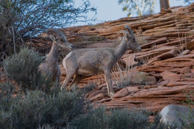 ZY9A5254  Desert Bighorn Sheep  &#169;  All Rights Reserved