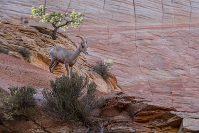 ZY9A5277  Desert Bighorn Sheep  &#169;  All Rights Reserved